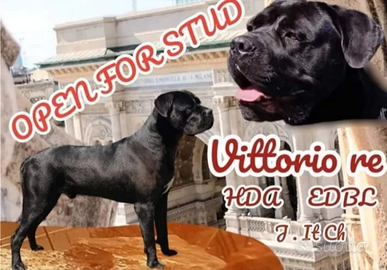 Disponibile per monte cane corso giovane campione