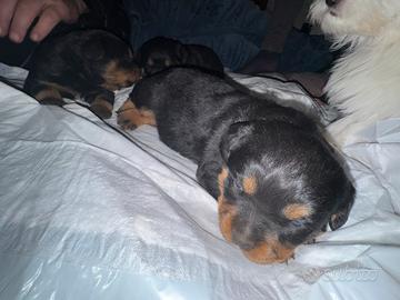 Rottweiler