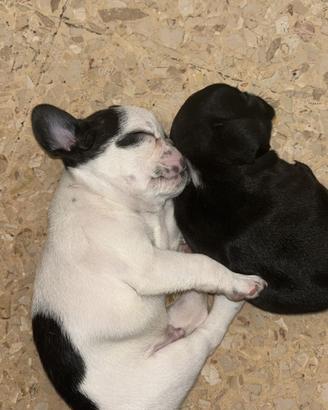 Bull dog francese