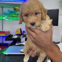 Cuccioli di maltipoo toy albicocca