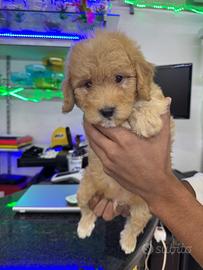 Cuccioli di maltipoo toy albicocca