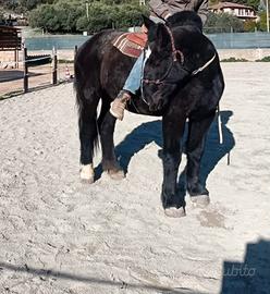 Percheron