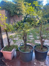 Pianta limoni