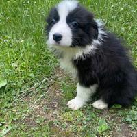 Cucciola border collie cioccolato è bianco nero