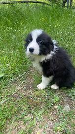 Cucciola border collie cioccolato è bianco nero