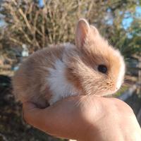 Conigli nani colorati cuccioli