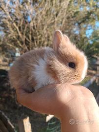 Conigli nani colorati cuccioli