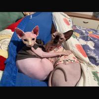 Sphynx