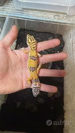 Gechi leopardini baby