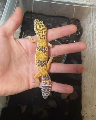Gechi leopardini baby