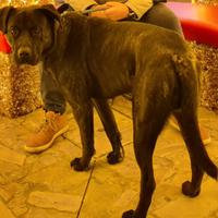 Cane per monta