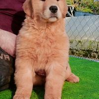 Femmina di Golden Retriever Americana