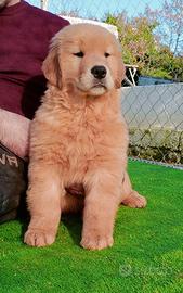 Femmina di Golden Retriever Americana