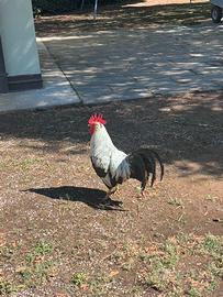 Gallina e Gallo Livorno