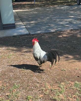 Gallina e Gallo Livorno