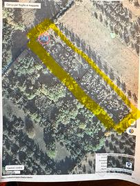 Terreno di circa 2.000 mq con 60 piante di ulivi