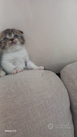 Schottich Fold femminuccia