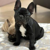 Bulldog francese
