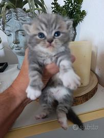 Exotic shorthair