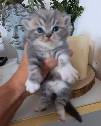 Exotic shorthair