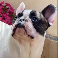 Bulldog francese Romeo disponibile per monta