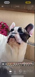 Bulldog francese Romeo disponibile per monta