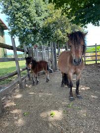 Pony