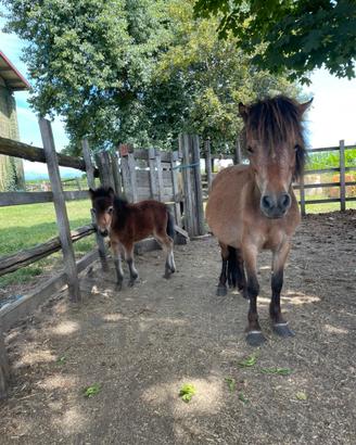 Pony