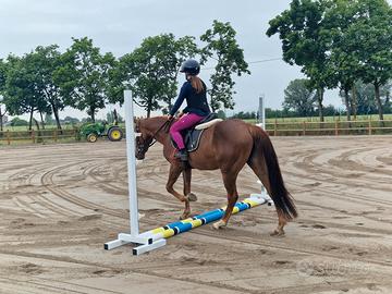 Doppio pony castrone