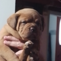 Disponibili stupendi cuccioli di dogue de bordeaux