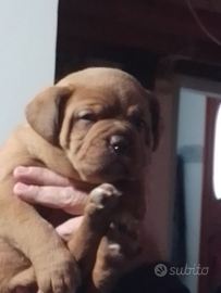 Disponibili stupendi cuccioli di dogue de bordeaux