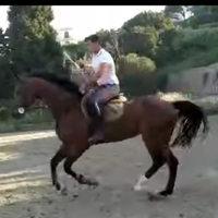 Cavallo