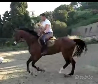 Cavallo