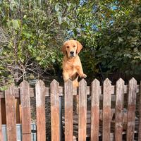Cuccioli di golden Retriever con pedigree