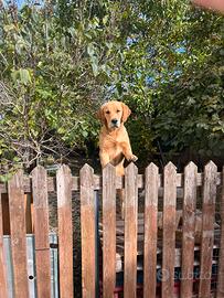 Cuccioli di golden Retriever con pedigree