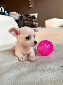 Chihuahua Toy