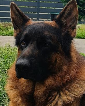 Cucciolo cuccioli di pastore tedesco genealogia