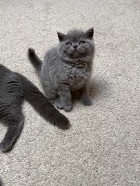 Scottish stright blue