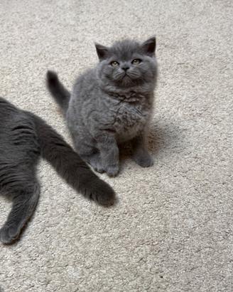 Scottish stright blue