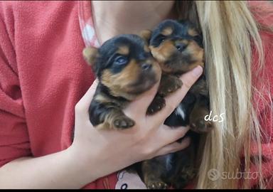 Yorkshire terrier maschietto con pedigree