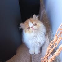 Cucciolo gatto persiano