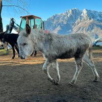 Puledri di asina bianco e nero