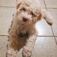 Cuccioli di lagotto romagnolo con pedigree