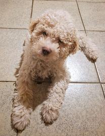 Cuccioli di lagotto romagnolo con pedigree