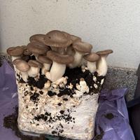 Substrato balla Cardoncelli 