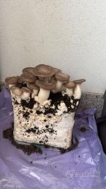 Substrato balla Cardoncelli 