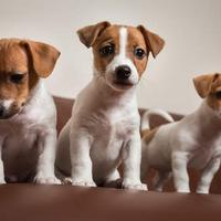 Allevamento Jack Russell a Como