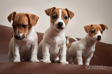 Allevamento Jack Russell a Como