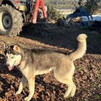 Siberian Husky disponibile x monte