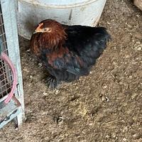 Gallinelle nane